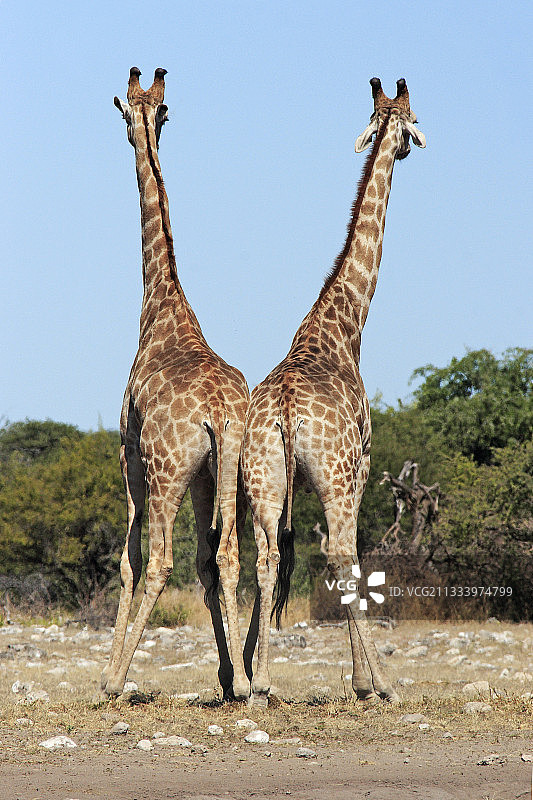 在埃托沙国家公园量力气的年轻雄性长颈鹿图片素材