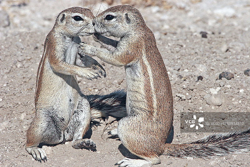 可爱的非洲地松鼠相遇图片素材