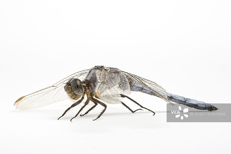 蜻蜓雄性成虫图片素材