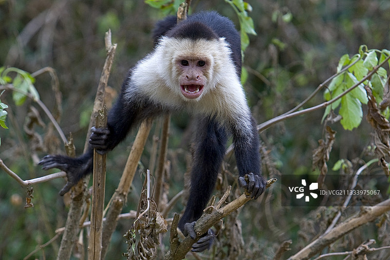 白喉卷尾猴图片素材