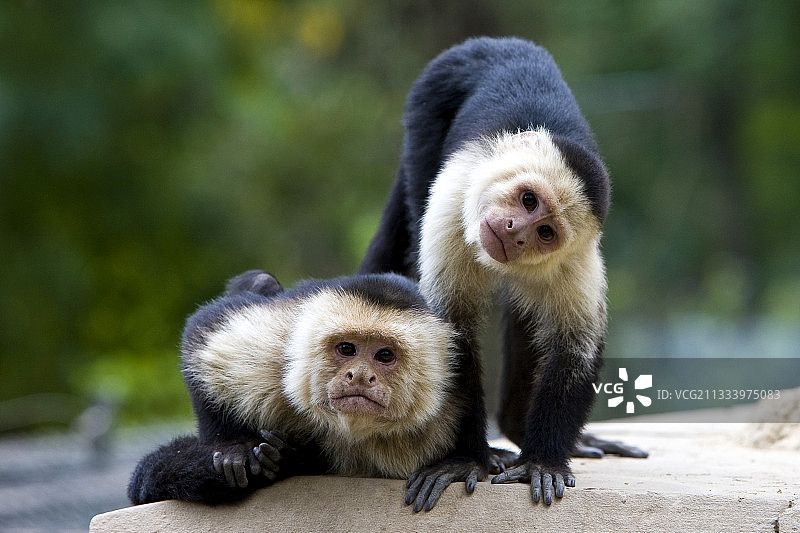 两只白喉卷尾猴在看照片图片素材