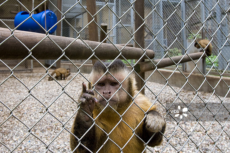 法国斯特拉斯堡动物箱里的灵长类动物图片素材