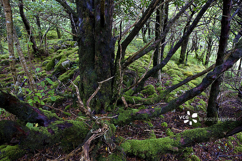 爱尔兰基拉尼国家公园的英国红豆杉树图片素材