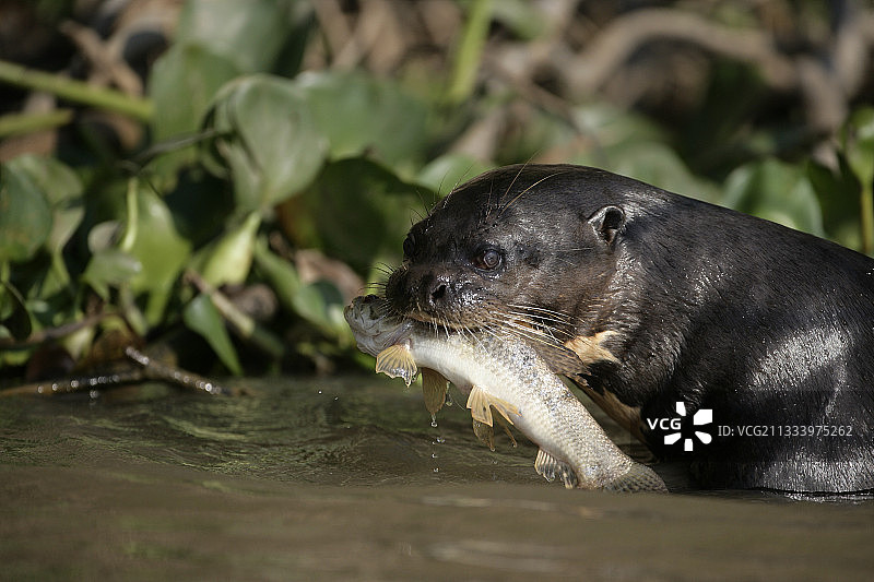 巴西巨獭图片素材