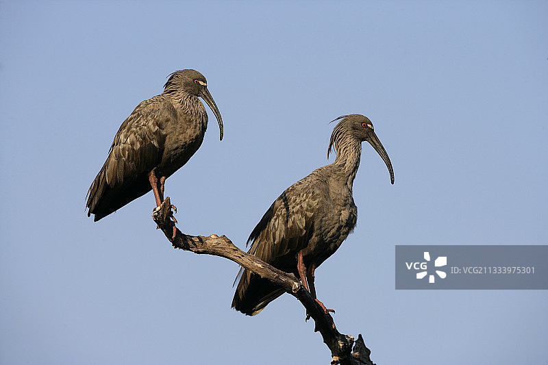 巴西树枝上的两只铅色朱鹭图片素材