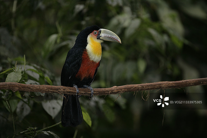 巴西树枝上的红胸巨嘴鸟图片素材