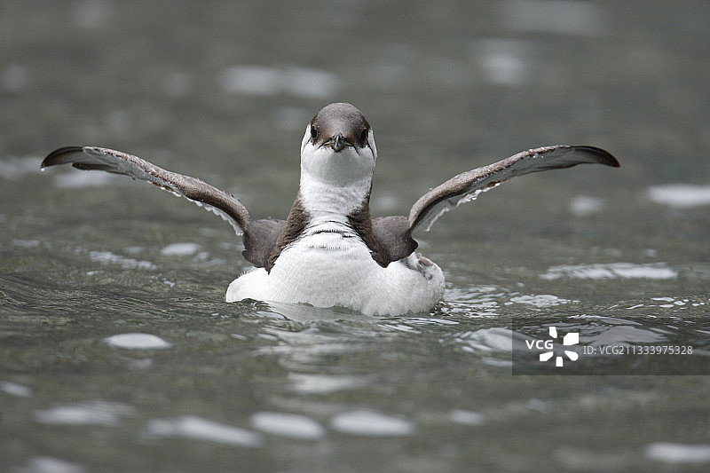冬季西班牙水面上的海鸠图片素材