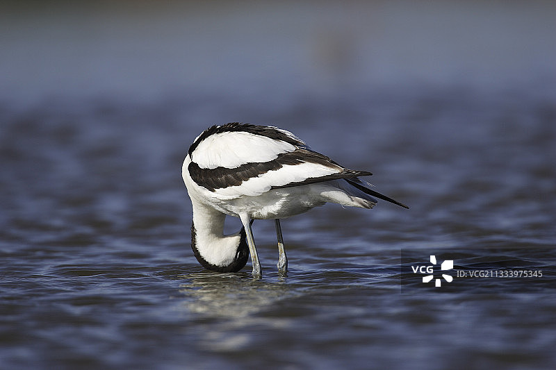 西班牙水中梳理羽毛的反嘴鹬图片素材