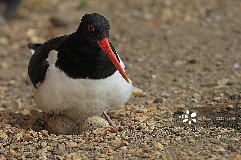 在巢和蛋上的欧亚蛎鹬，英国图片素材