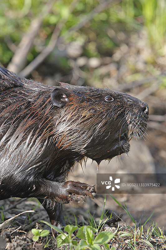 英国欧洲海狸肖像图片素材