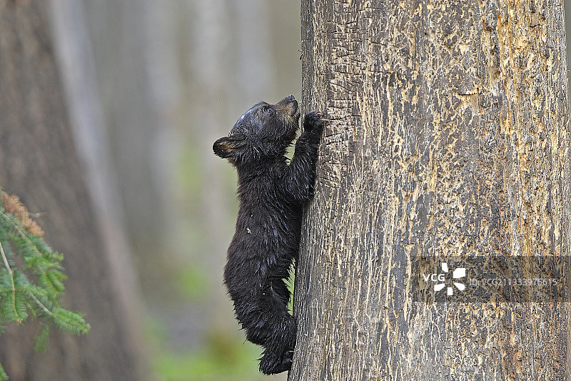 四个月大的黑熊幼崽爬树寻求安全图片素材
