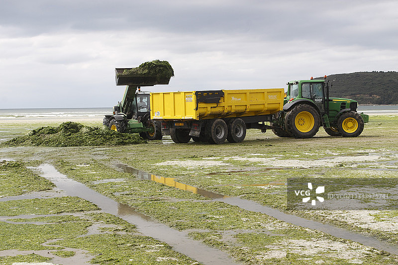 科特迪瓦海滩上的绿藻合集图片素材