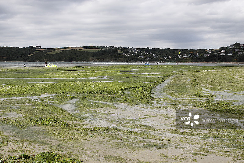 圣布里厄科特迪瓦 Armor 海湾的绿色藻类图片素材