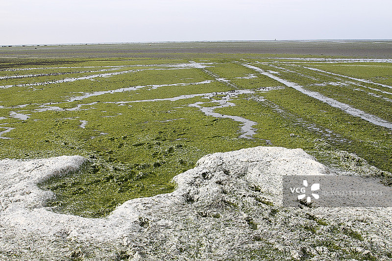 法国圣布里厄海湾的绿色藻类图片素材
