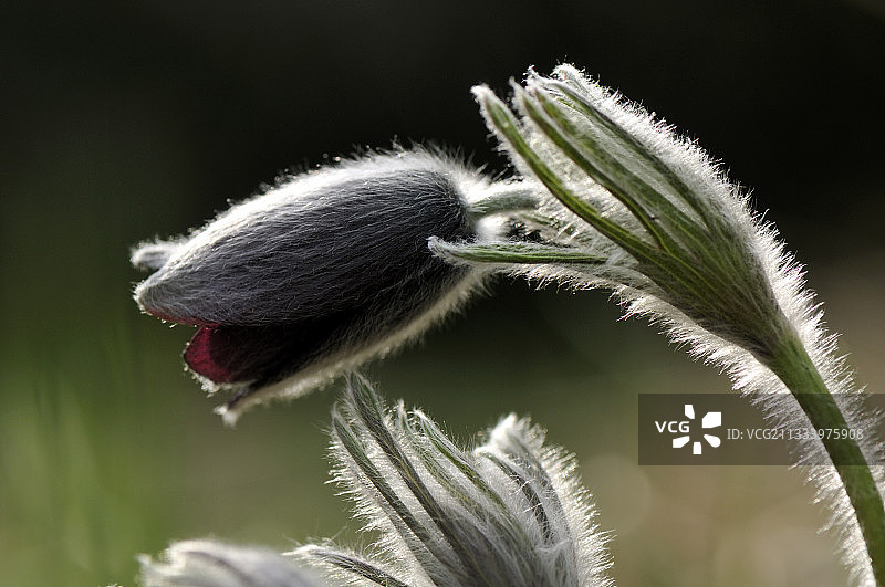 盛开的小白头翁花图片素材