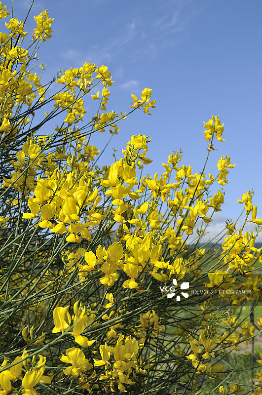 盛开的金雀花图片素材