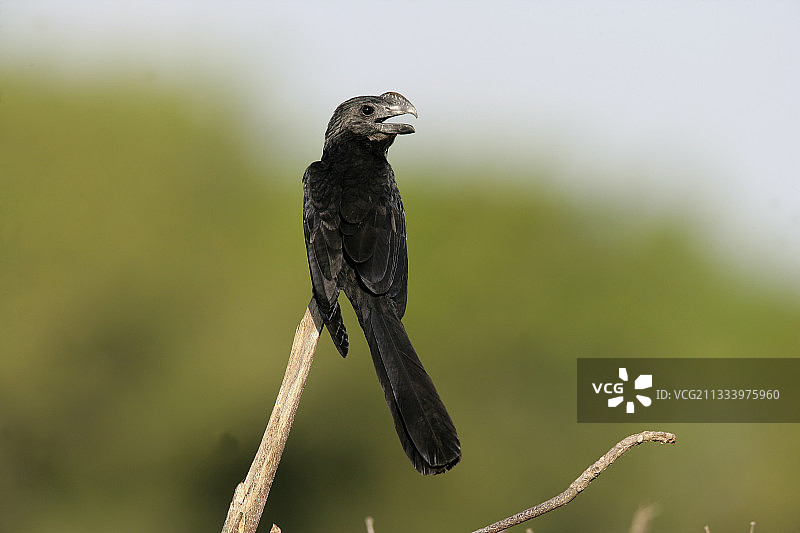 巴西树枝上的滑嘴犀鹃图片素材