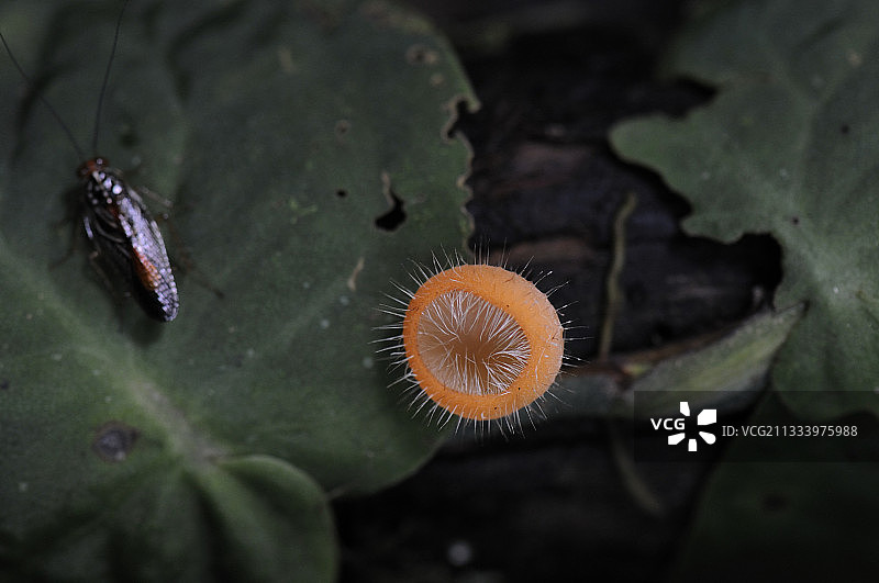 尼加拉瓜热带雨林中的真菌图片素材