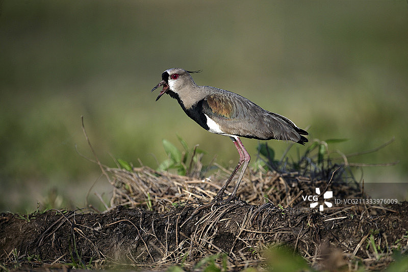 巴西地面上的南美冠鹟图片素材