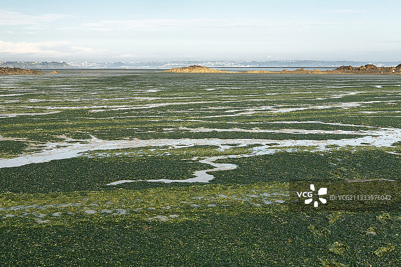 法国布列塔尼圣布里厄湾的绿潮图片素材