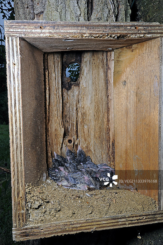 戴胜幼鸟在巢箱内图片素材