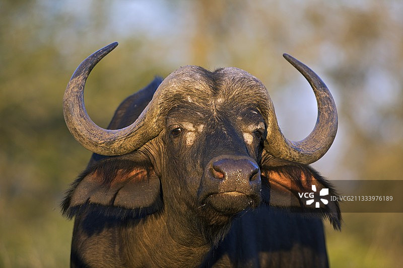 南非克鲁格国家公园的非洲水牛肖像图片素材