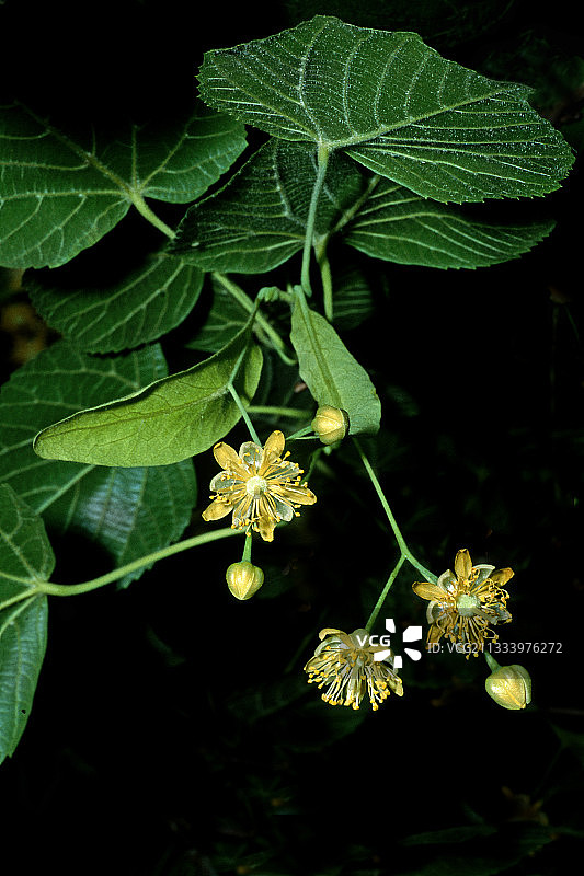 盛开的大叶椴图片素材