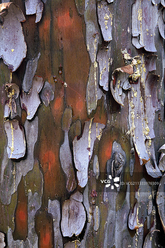 蒙特雷柏树皮图片素材