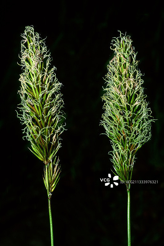 甜甜的早春草穗图片素材