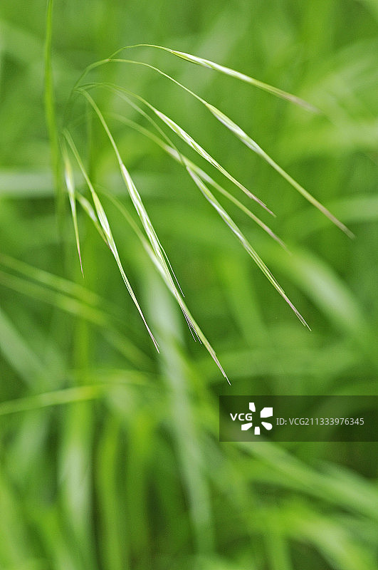 草的穗图片素材