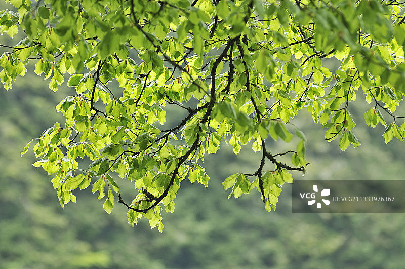 春天山毛榉的嫩叶图片素材