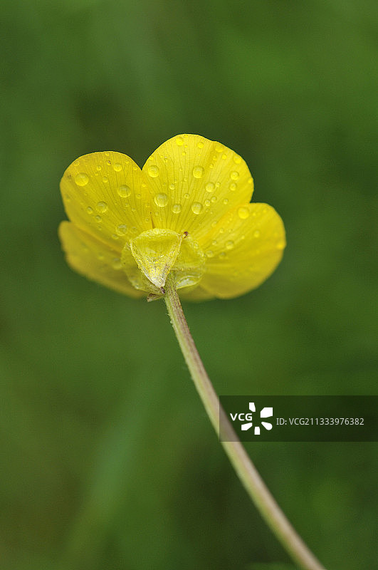 毛茛花上的露珠图片素材