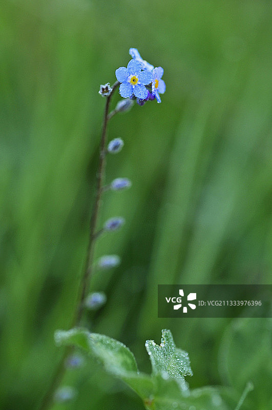 盛开的勿忘我花上的露珠图片素材