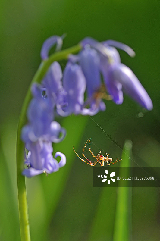 蜘蛛与风铃草图片素材