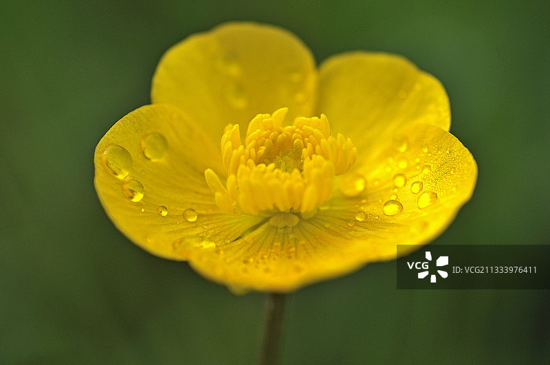 毛茛花上的露珠图片素材