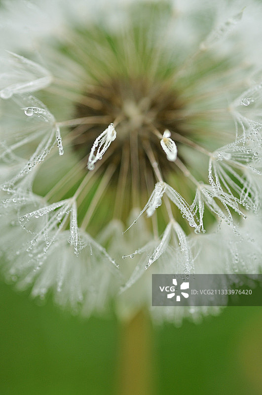 蒲公英上的露珠图片素材