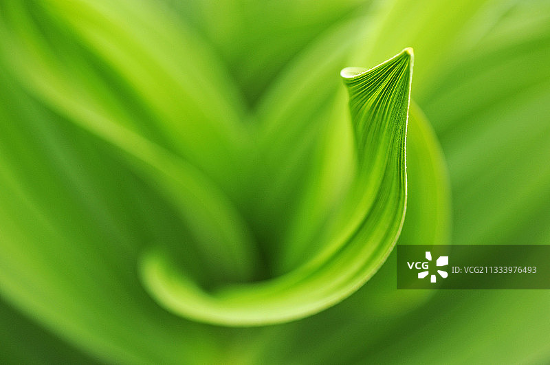 法国奥弗涅地区的假藜芦嫩叶图片素材