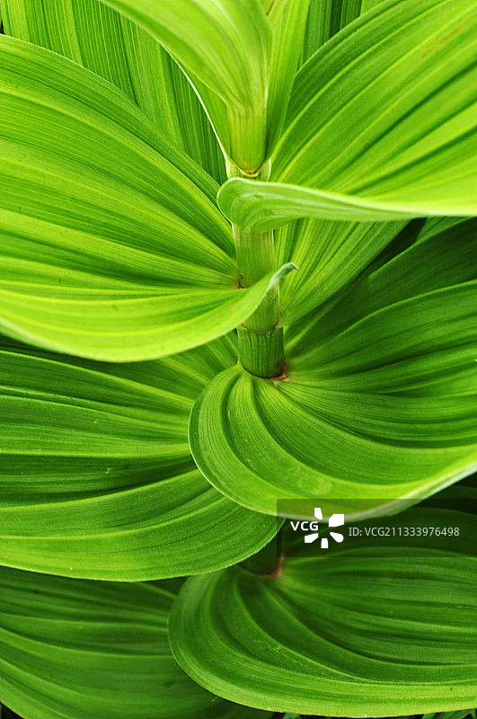 法国奥弗涅地区的假藜芦嫩叶图片素材
