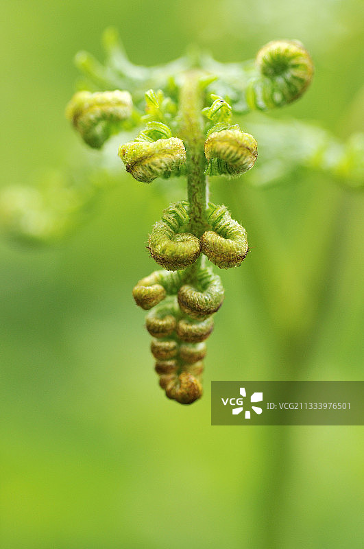 幼蕨叶图片素材