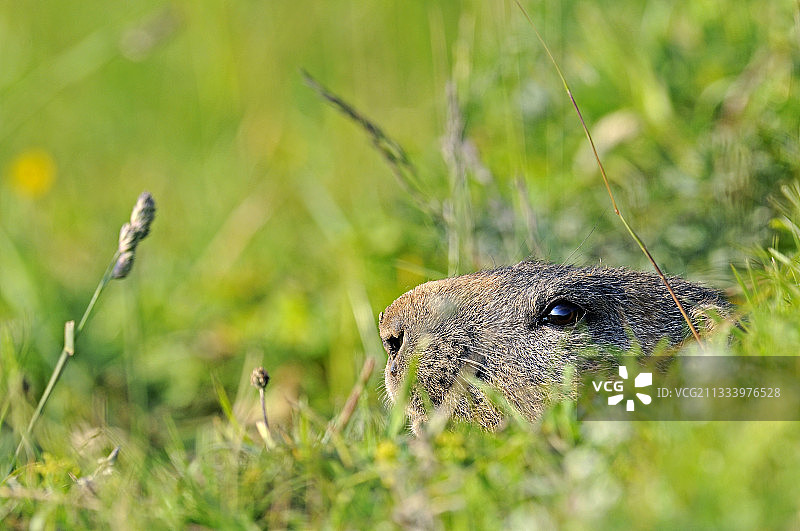 霞瑟尔山瑞士旱獭图片素材