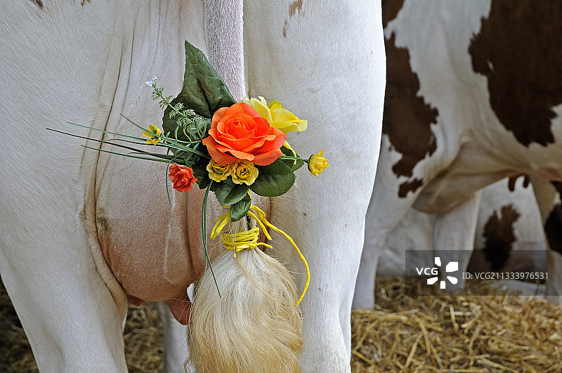 蒙贝利亚尔奶牛尾巴上悬挂的装饰品图片素材