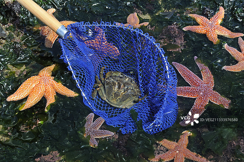 儿童渔网里的海星和螃蟹图片素材