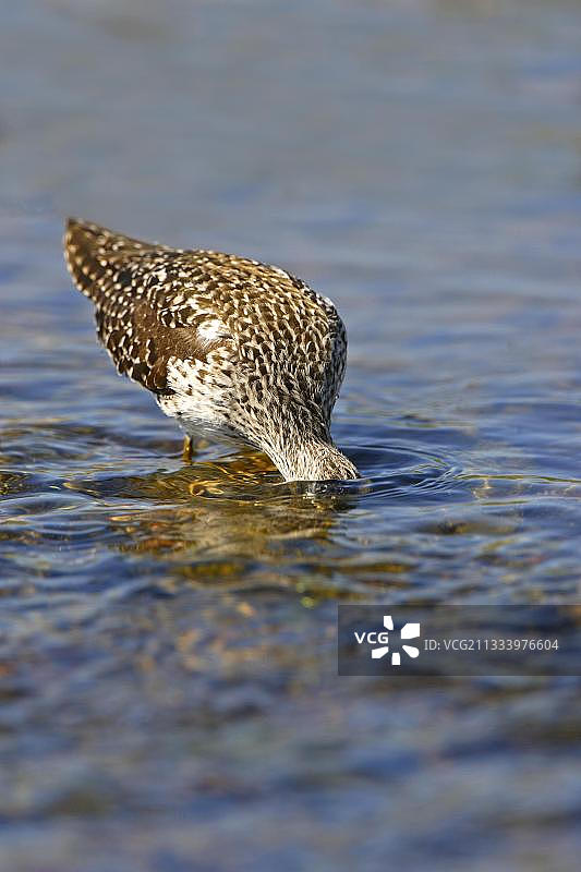 林鹬在希腊水下觅食图片素材