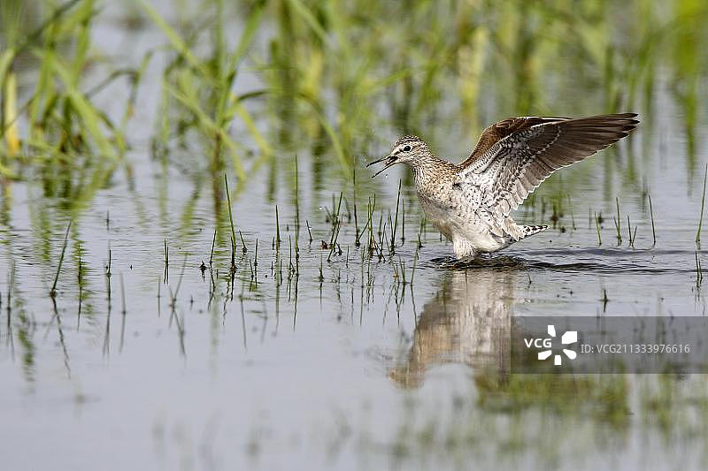 在希腊水中拍打翅膀的矶鹬图片素材