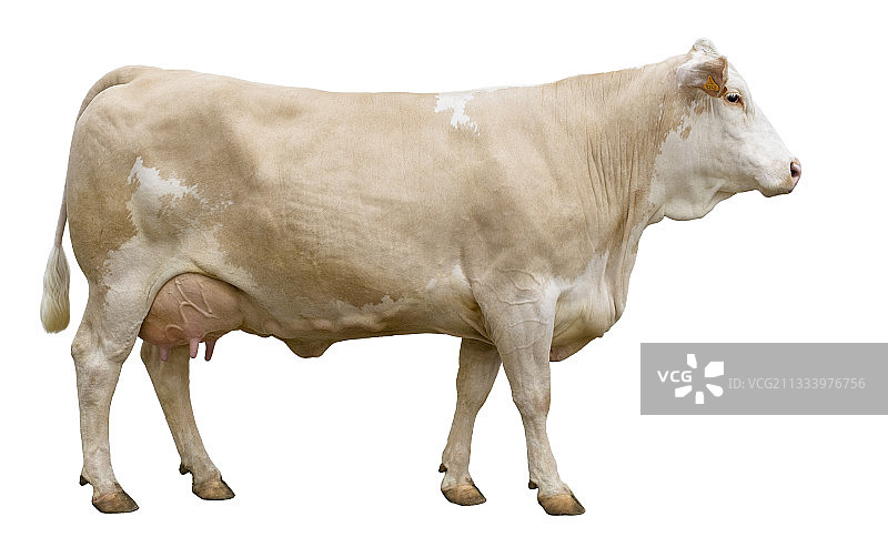 西门塔尔牛的法式轮廓照图片素材