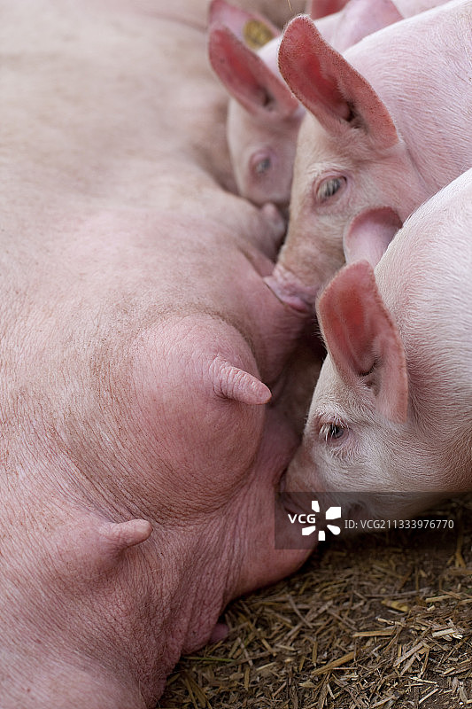 小猪吮吸母乳图片素材