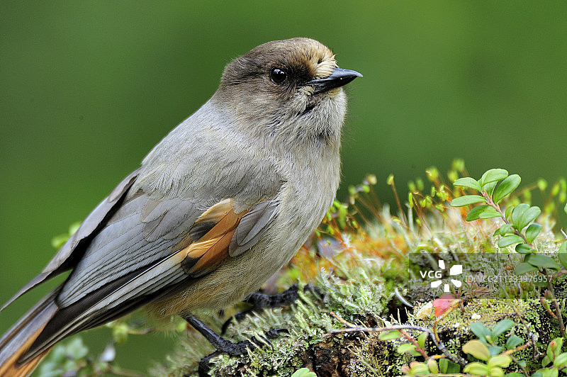 树桩上的西伯利亚灰鸦，芬兰图片素材