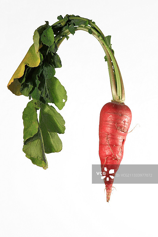 影棚白色背景上的萝卜图片素材