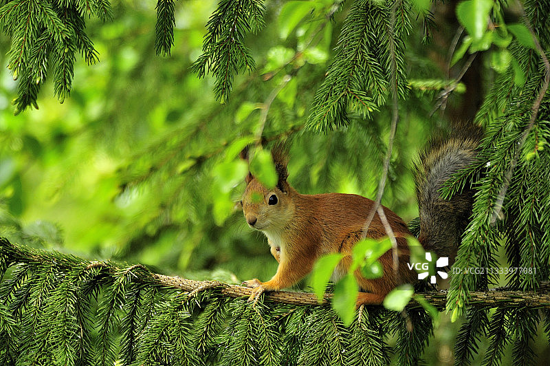 欧亚红松鼠，马丁塞尔科宁，芬兰图片素材