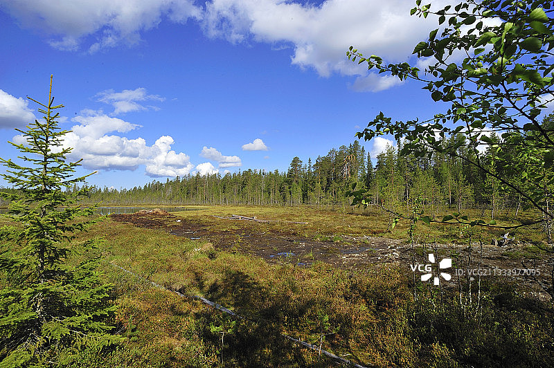 芬兰泰加林的池塘和木板路图片素材